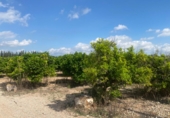 Masía con terreno en venta en Masdenverge ref: TR234000 foto