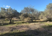 Masia amb terreny en venda a l'Ampolla ref.: TR394158 foto