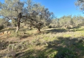 Masia amb terreny en venda a l'Ampolla ref.: TR394158 foto