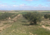 Non-developable land for sale on Tarrega-ag.s.m.., Sant Martí de Maldà, ref: TR234967 photo
