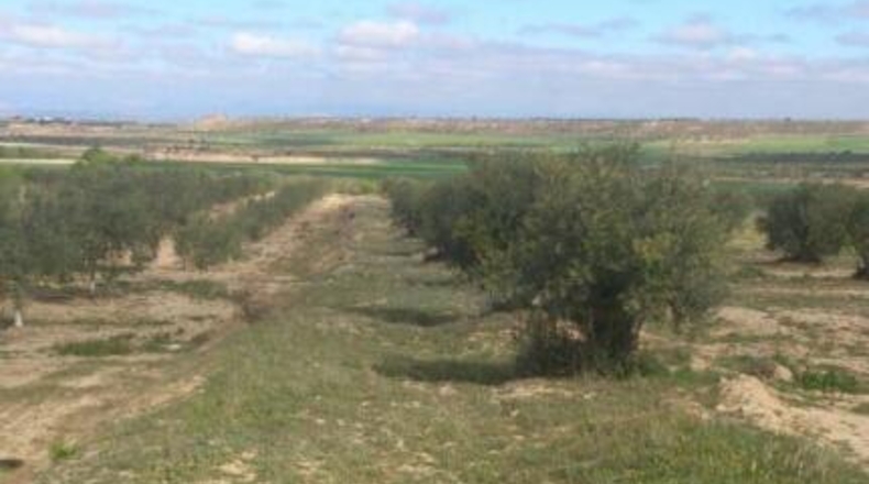 Lérida - Sant Martí de Maldà - 5627m2