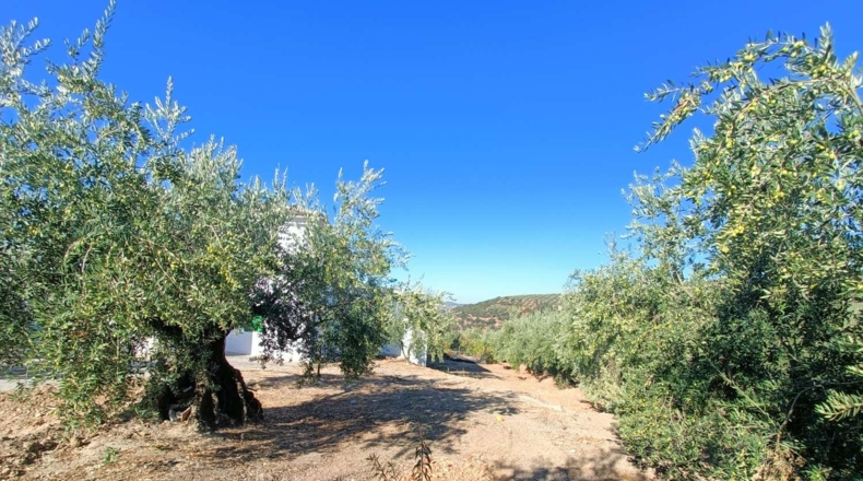 Granada - Loja - 3000m2