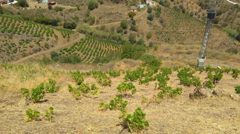 Málaga - Almáchar - 20000m2