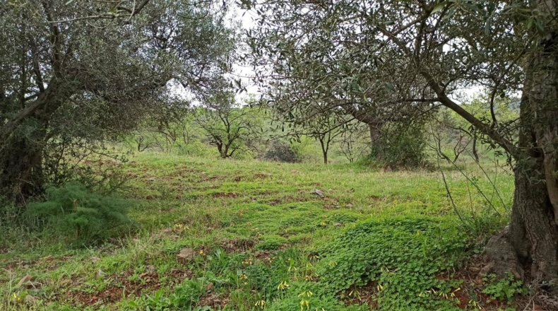 Málaga - Totalán - 60000m2