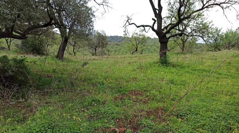 Málaga - Totalán - 60000m2