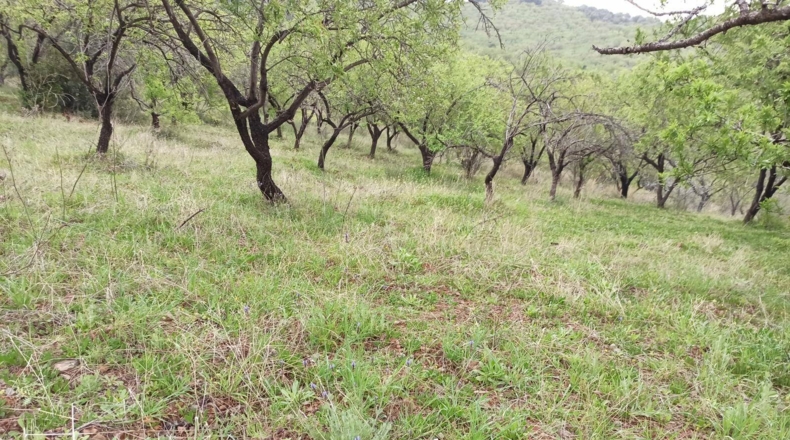 Málaga - Totalán - 60000m2