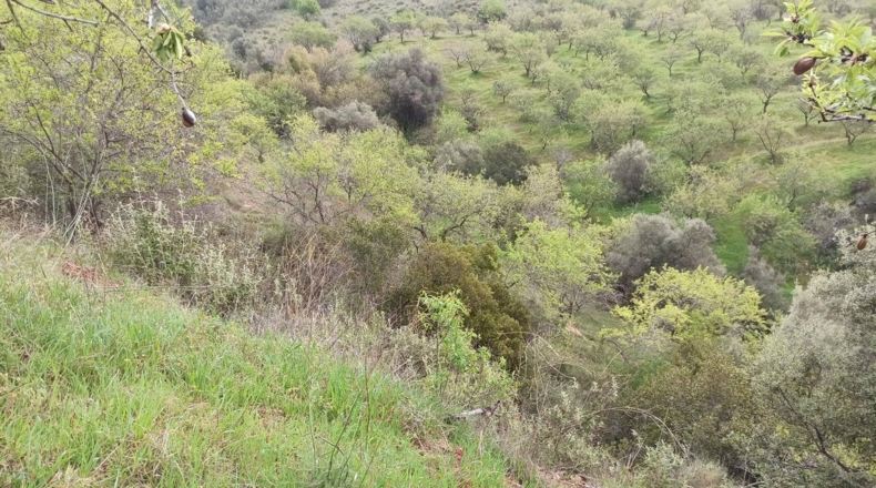 Málaga - Totalán - 60000m2