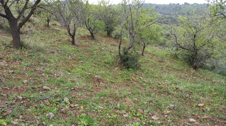 Málaga - Totalán - 60000m2