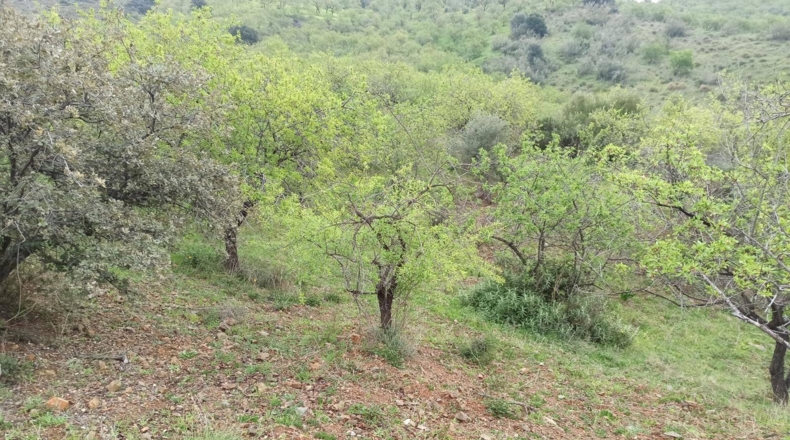 Málaga - Totalán - 60000m2