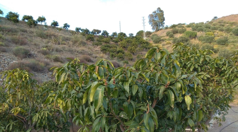 Málaga - Moclinejo - 13000m2