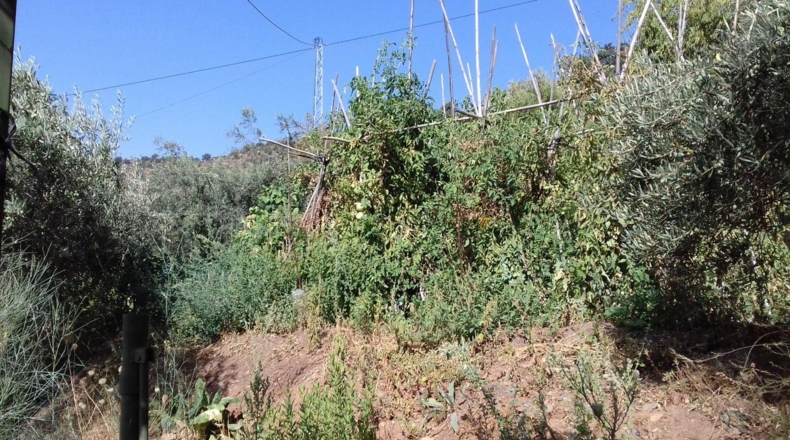 Málaga - Málaga - 35000m2