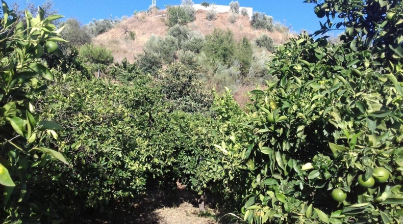 Málaga - Las Casillas - 9200m2