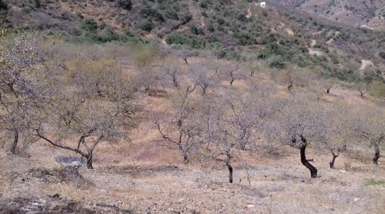 Málaga - Málaga - 27000m2