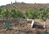 Finca rústica en venda a Vélez-Málaga ref.: TR231851 foto