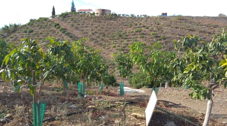 Malaga - Велес-Малага - 29000m2