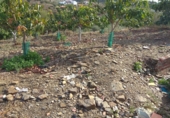 Finca rústica en venda a Vélez-Málaga ref.: TR231851 foto