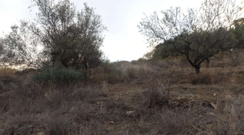 Málaga - Iznate - 13300m2