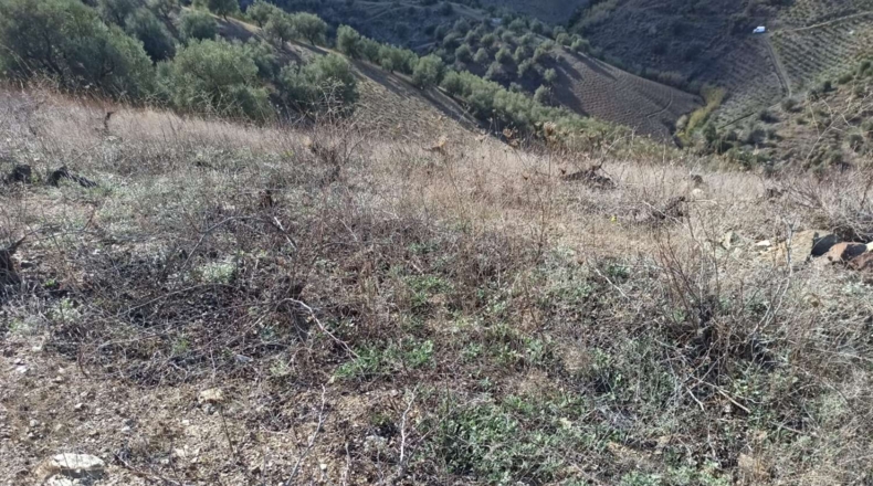 Málaga - Almáchar - 34000m2