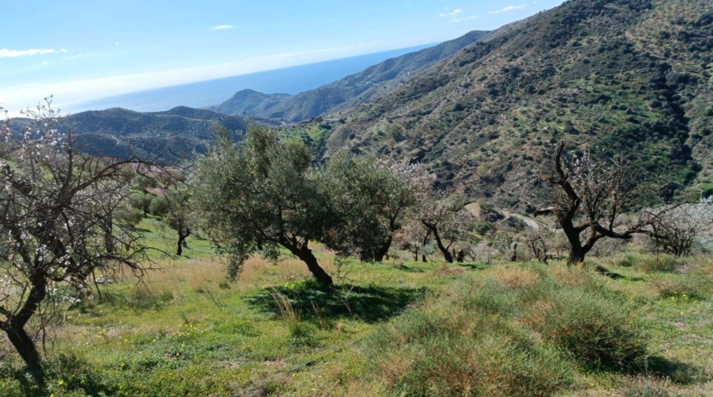 Málaga - Totalán - 9000m2