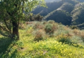 Non-developable land for sale in Moclinejo ref: TR91242 photo