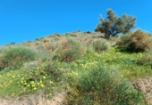 Non-developable land for sale in Moclinejo ref: TR91242 photo