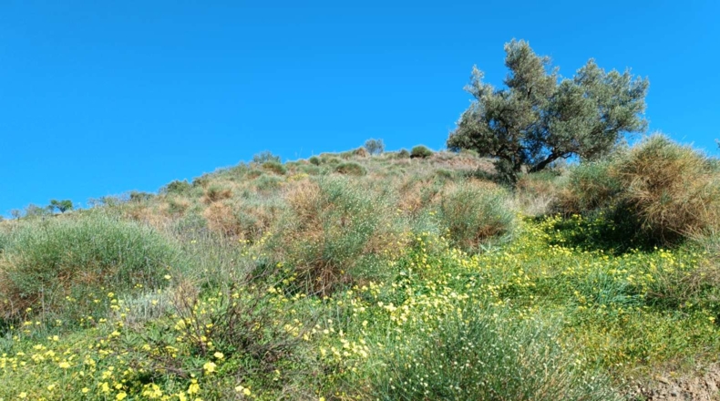 Málaga - Valdés - 3000m2