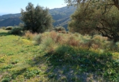 Non-developable land for sale in Moclinejo ref: TR91242 photo