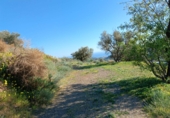 Non-developable land for sale in Moclinejo ref: TR91242 photo