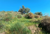 Non-developable land for sale in Moclinejo ref: TR91242 photo