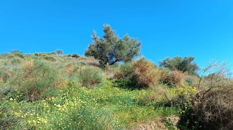Málaga - Valdés - 3000m2