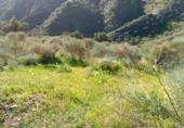 Non-developable land for sale in Moclinejo ref: TR91242 photo