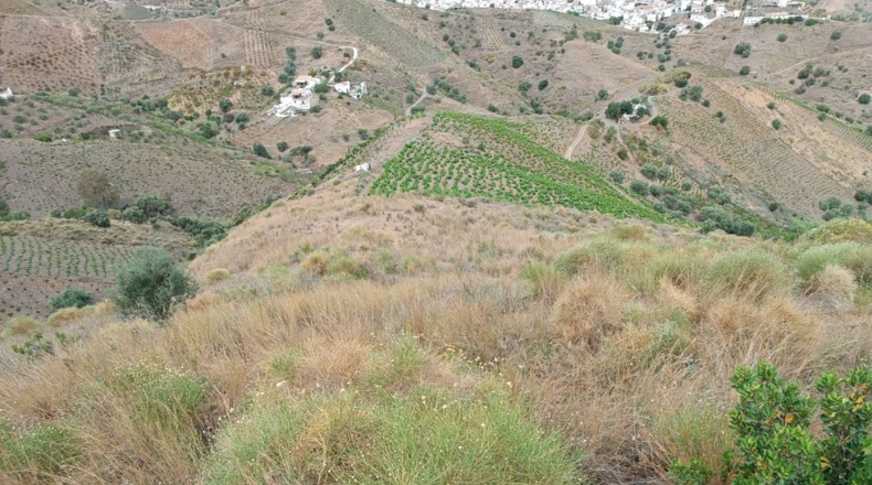 Málaga - Almáchar - 20000m2