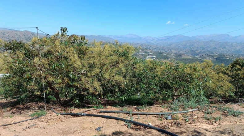 Málaga - Iznate - 14000m2