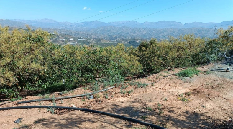 Málaga - Iznate - 14000m2