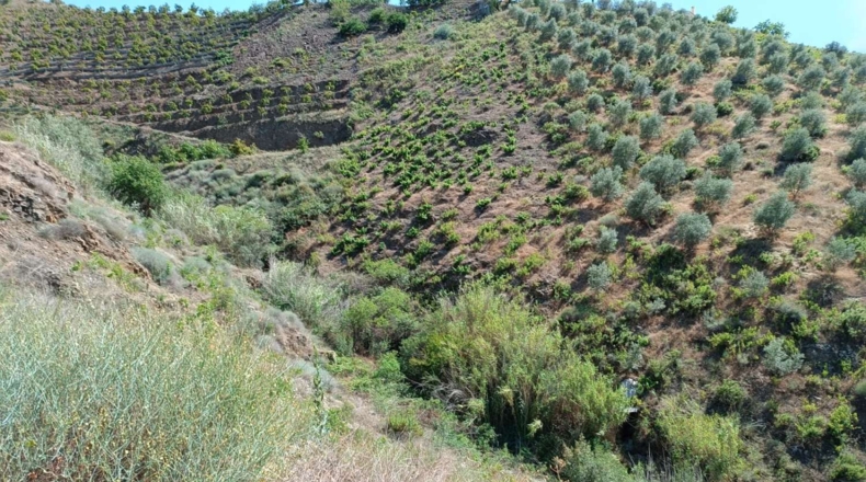 Málaga - El Borge - 14000m2