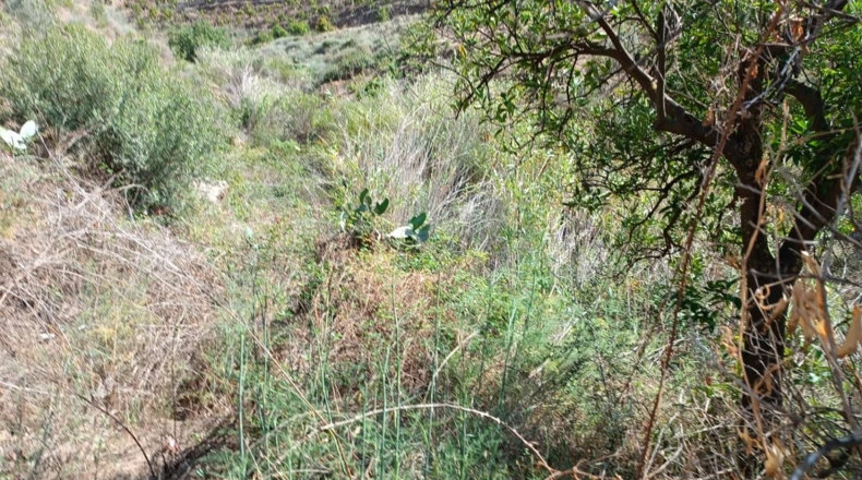 Málaga - El Borge - 14000m2