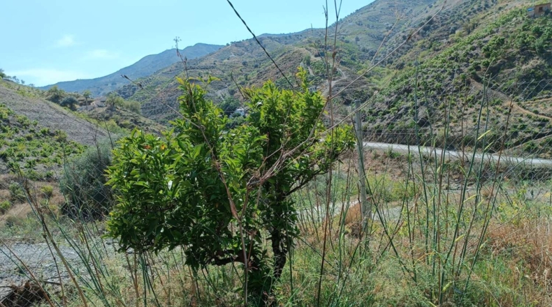 Málaga - El Borge - 14000m2