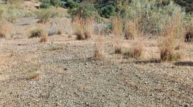 Málaga - Cártama - 40000m2