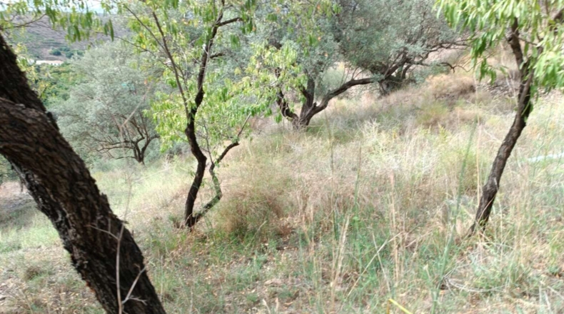 Málaga - Canillas de Aceituno - 3500m2