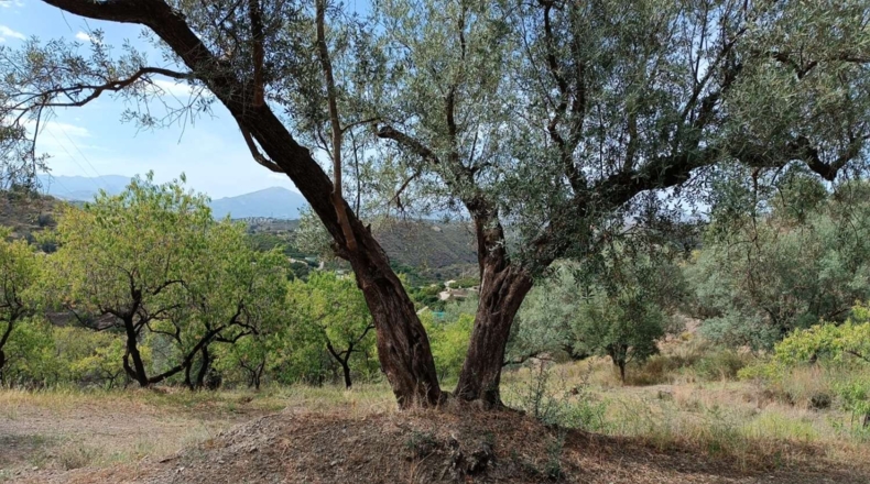 Málaga - Canillas de Aceituno - 3500m2