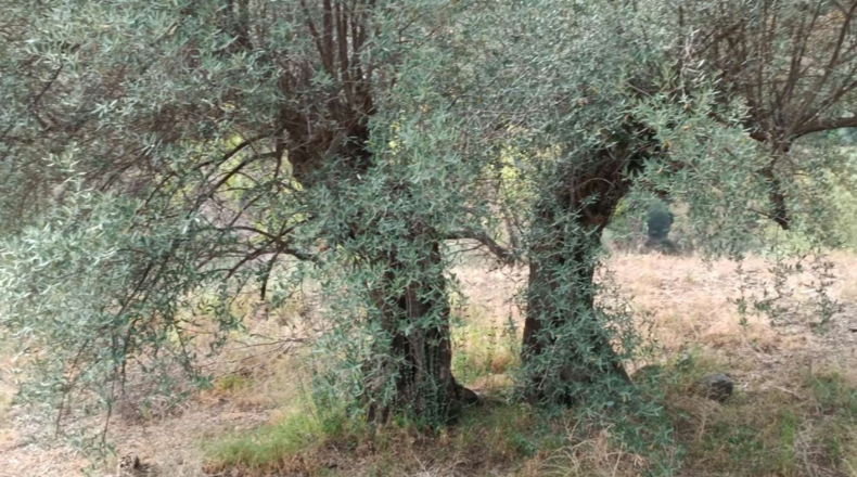 Málaga - Canillas de Aceituno - 3500m2