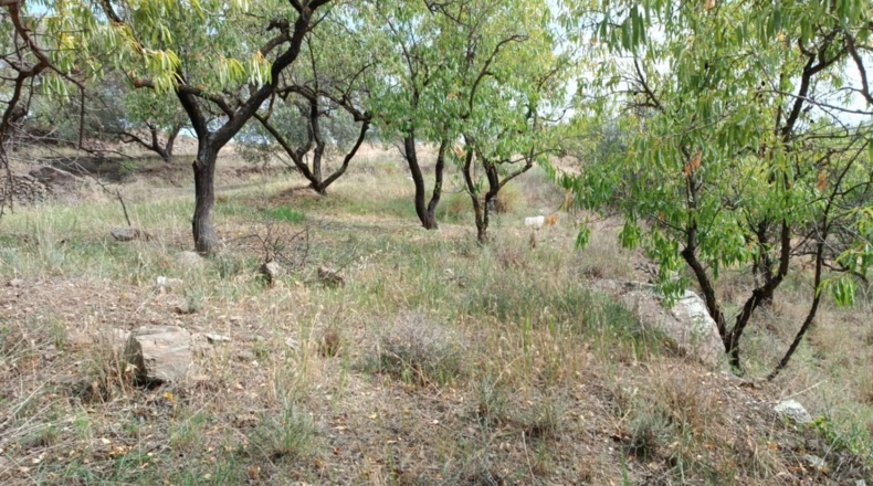 Málaga - Canillas de Aceituno - 3500m2