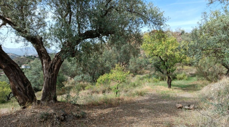 Málaga - Canillas de Aceituno - 3500m2