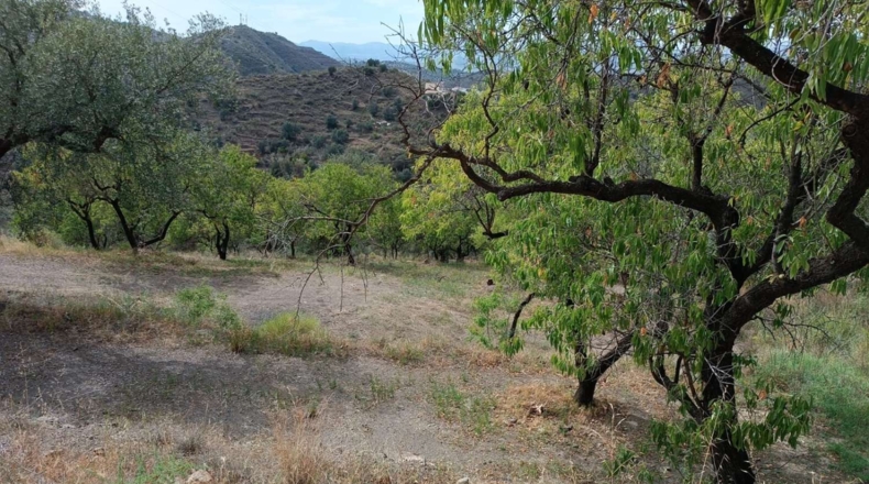 Málaga - Canillas de Aceituno - 3500m2