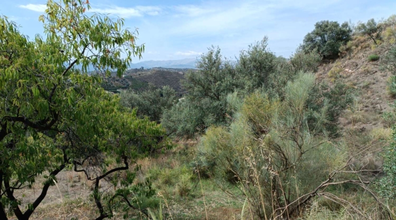 Málaga - Canillas de Aceituno - 3500m2