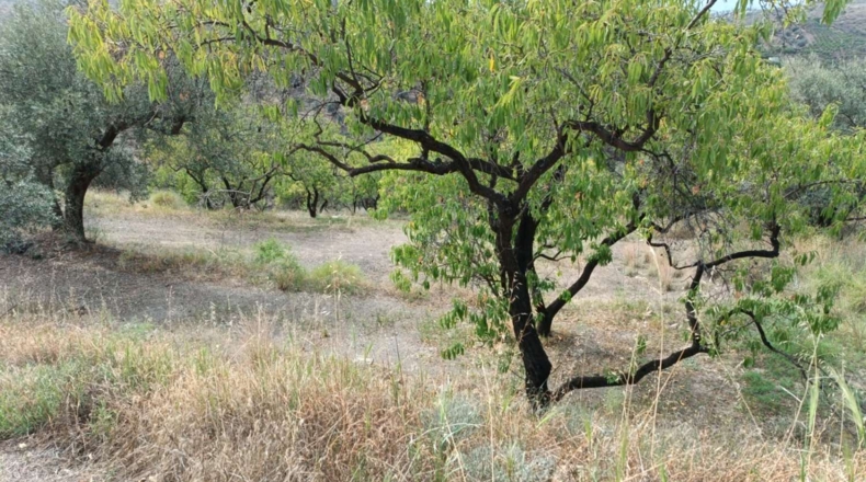Málaga - Canillas de Aceituno - 3500m2
