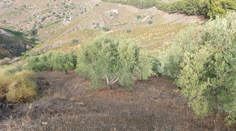 Málaga - Almáchar - 2900m2