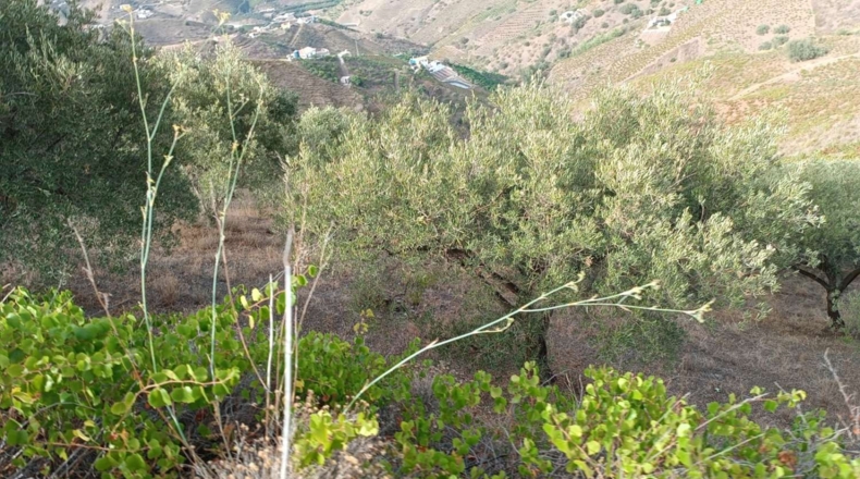 Málaga - Almáchar - 2900m2