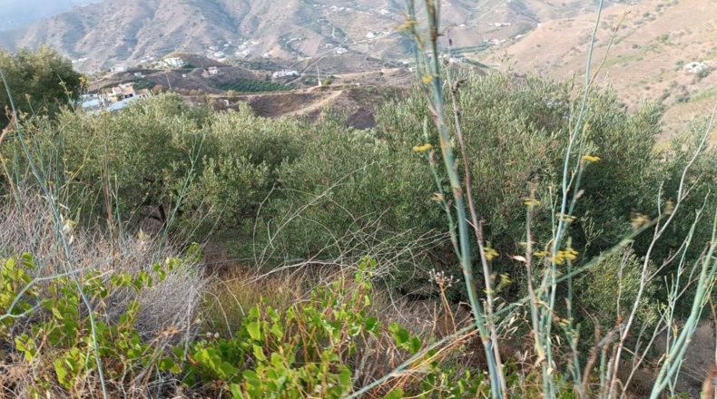Málaga - Almáchar - 2900m2