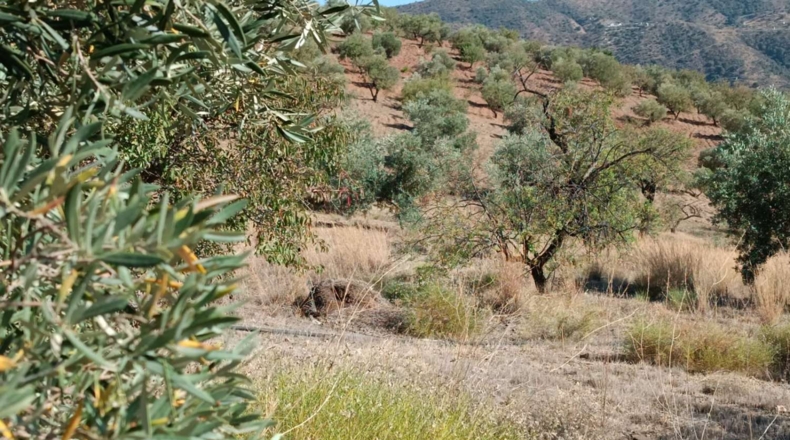 Málaga - Totalán - 15800m2